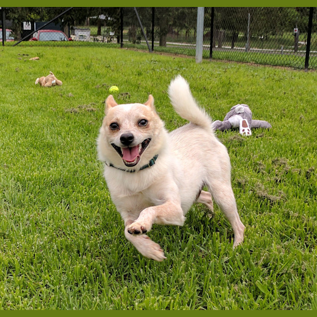 Photo of Maximus