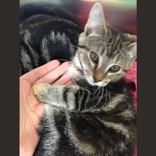 Photo of Bink (Ready To Go)