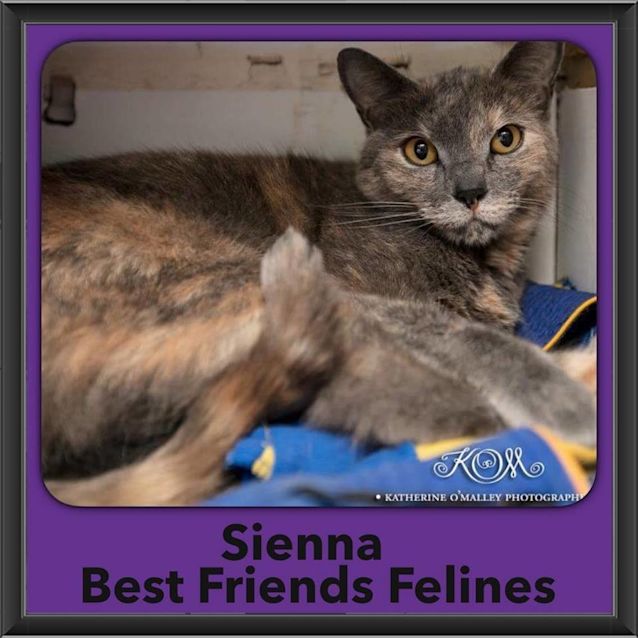 Photo of Sienna 