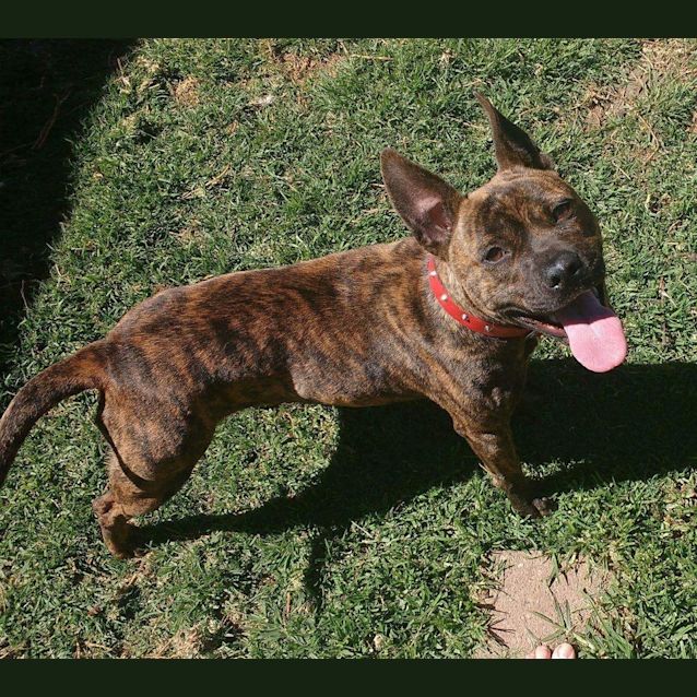 Photo of Lizzy **Adopted**