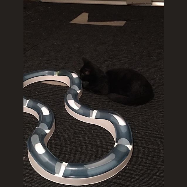Photo of Cheeka