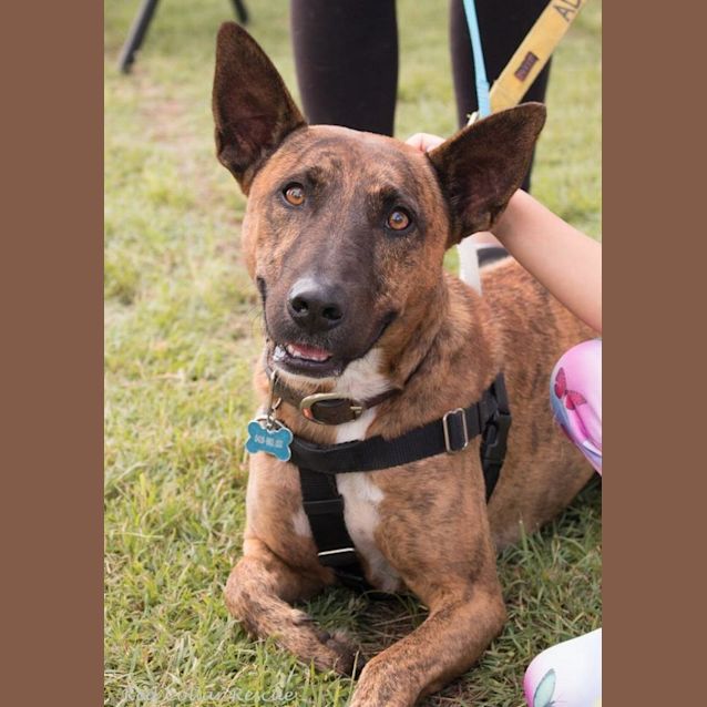 Photo of Dusty (Adoption Pending)