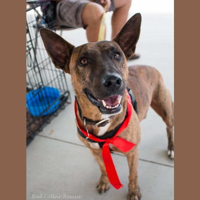 Photo of Dusty (Adoption Pending)