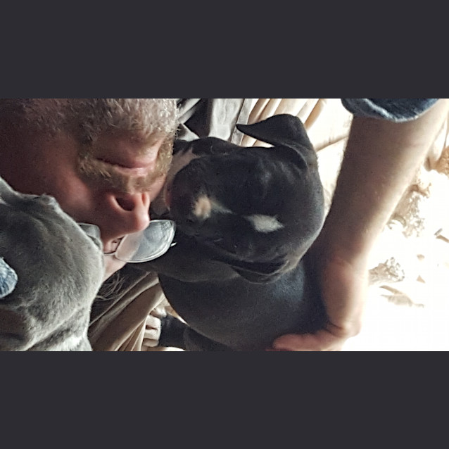 Photo of Xena (Adoption Pending)