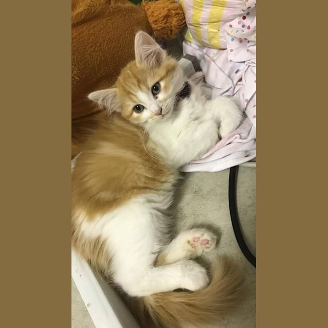 Photo of Patches