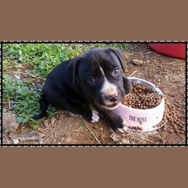 Photo of Chevy (Adoption Pending)