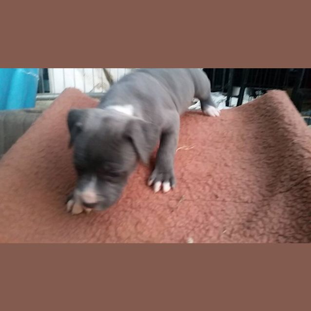 Photo of Crystal (Adoption Pending)