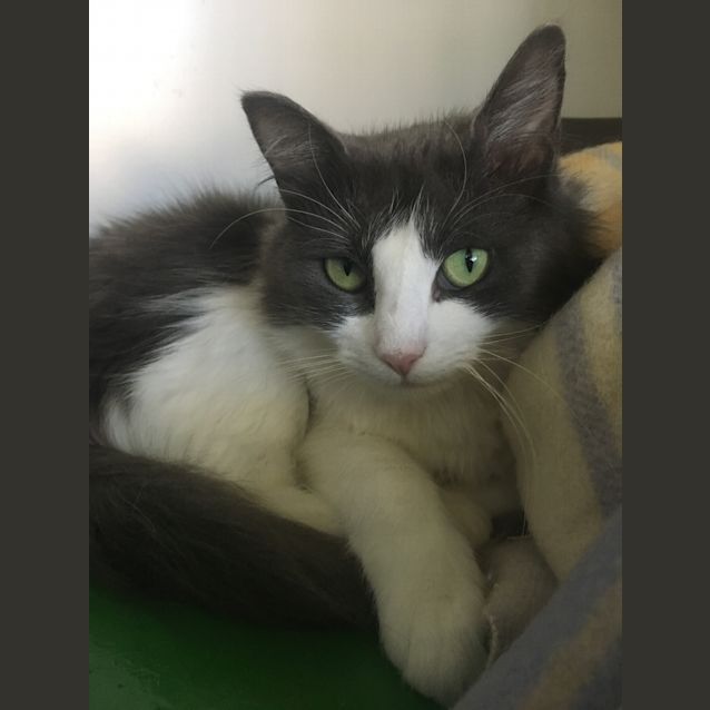 Photo of Misty Id34043