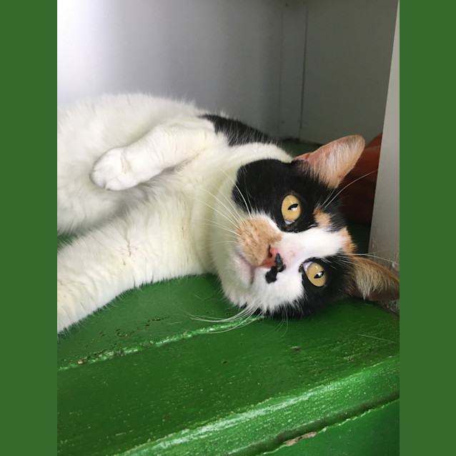 Photo of Maggie Id35348
