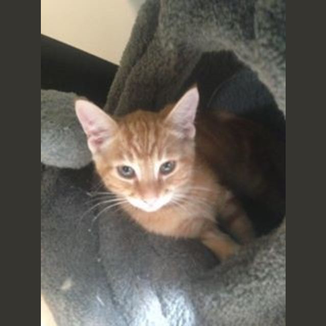 Photo of Tommy