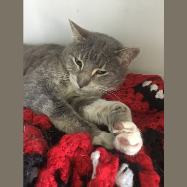 Photo of Rosie Id34116