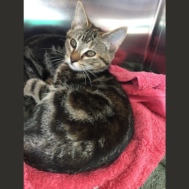 Photo of Bink (Ready To Go)