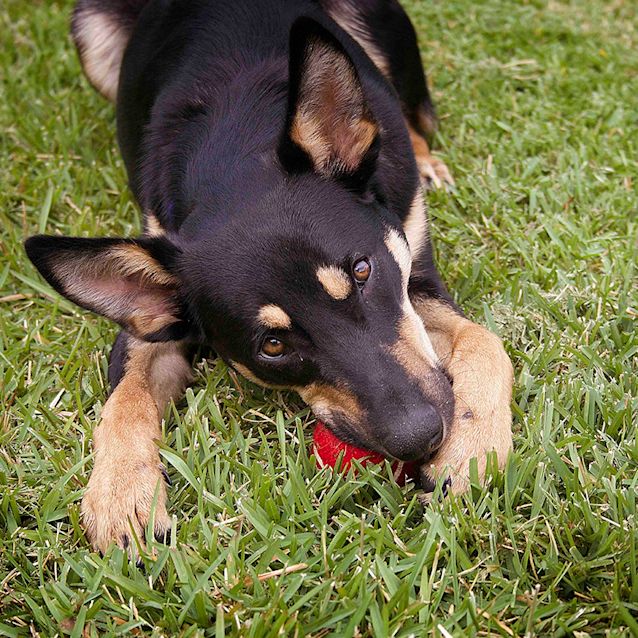 Photo of Axle ~ Kelpie Puppy (On Trial 20/05/17)