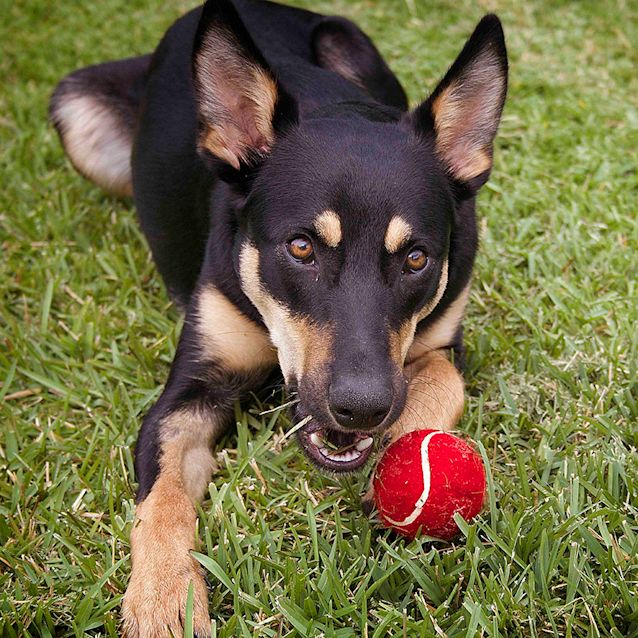 Photo of Axle ~ Kelpie Puppy (On Trial 20/05/17)