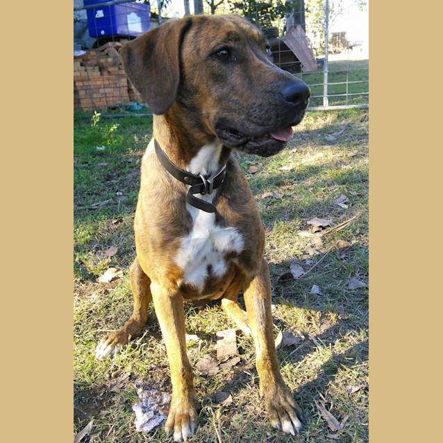 Photo of Ariel (Adoption Pending)