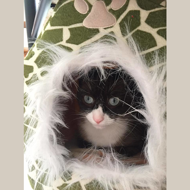 Photo of Chelsea ❄️🐾 Stunning Snowshoe Oriental Cat