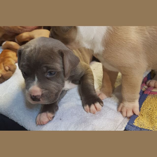 Photo of Crystal (Adoption Pending)