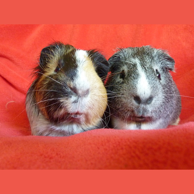 Photo of Benny And Jet