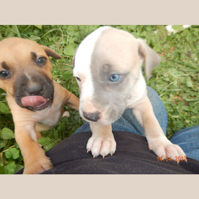 Photo of Nevaeh (Adoption Pending)