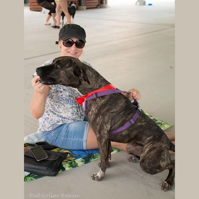 Photo of Miley (Adoption Pending)