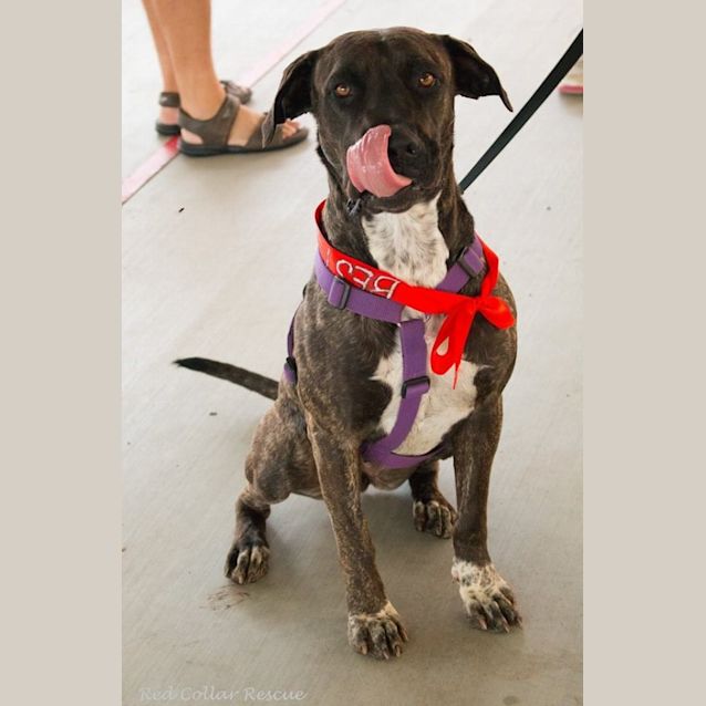 Photo of Miley (Adoption Pending)