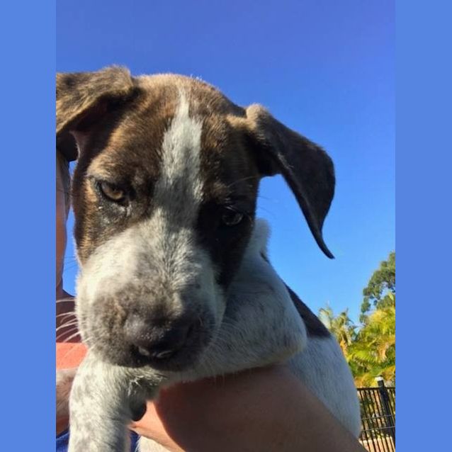Photo of Oberon 