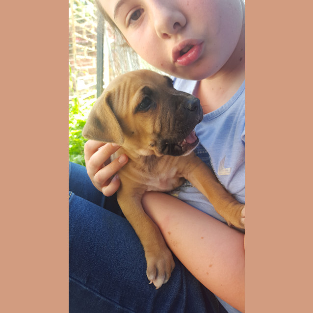 Photo of Ruby (Adoption Pending)