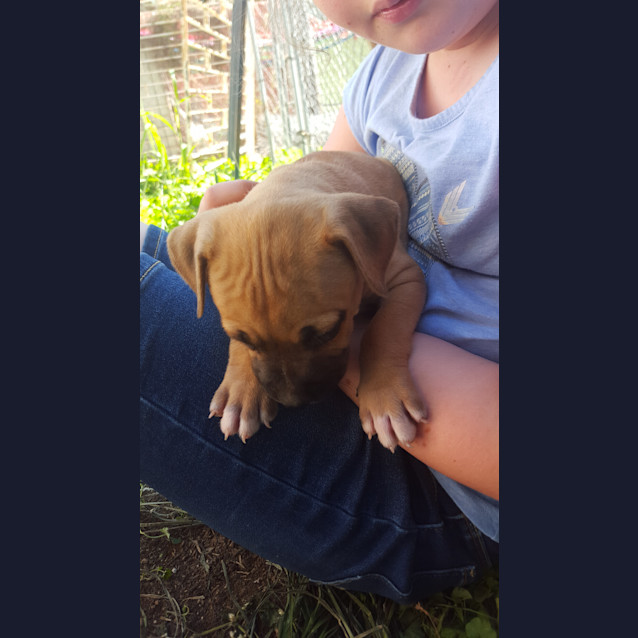 Photo of Ruby (Adoption Pending)