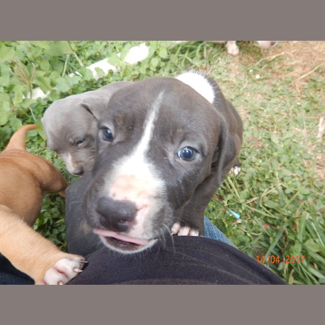 Photo of Chevy (Adoption Pending)