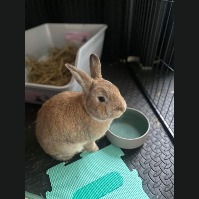 Photo of Thumper And Coco