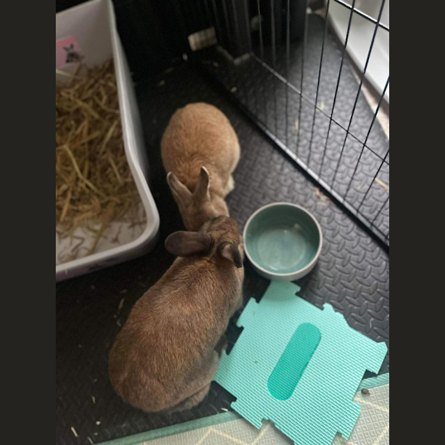 Photo of Thumper And Coco