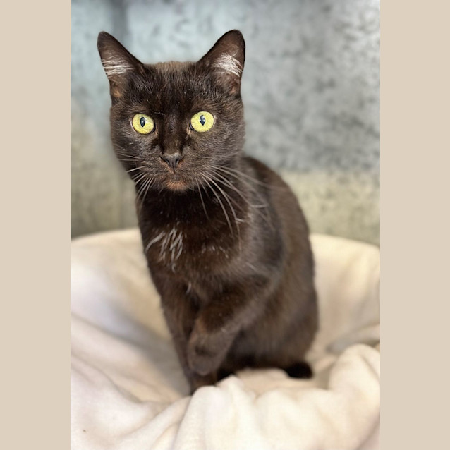 Photo of Ebony