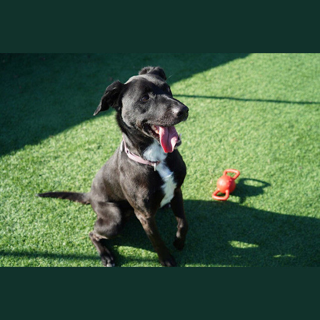 Photo of Ranger 