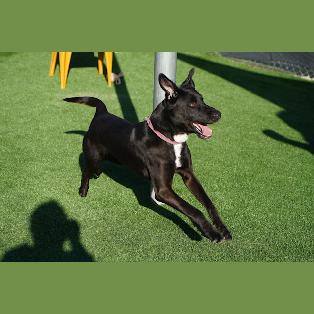 Photo of Ranger 