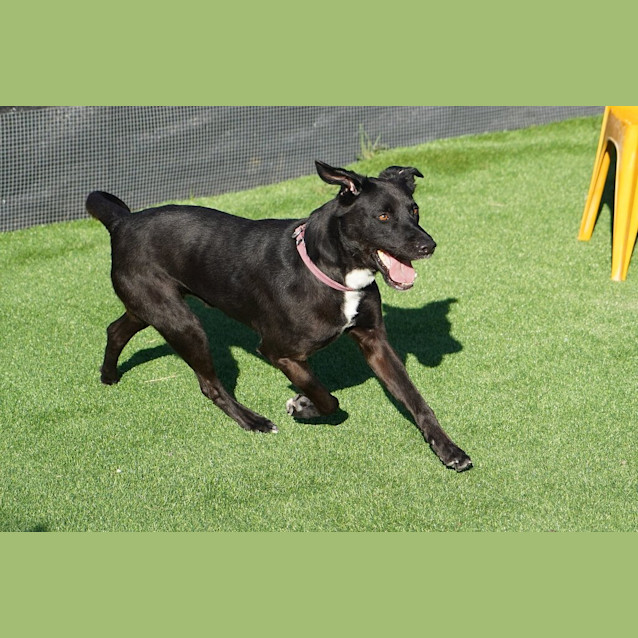 Photo of Ranger 