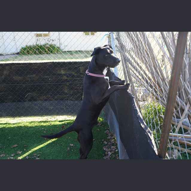 Photo of Ranger 