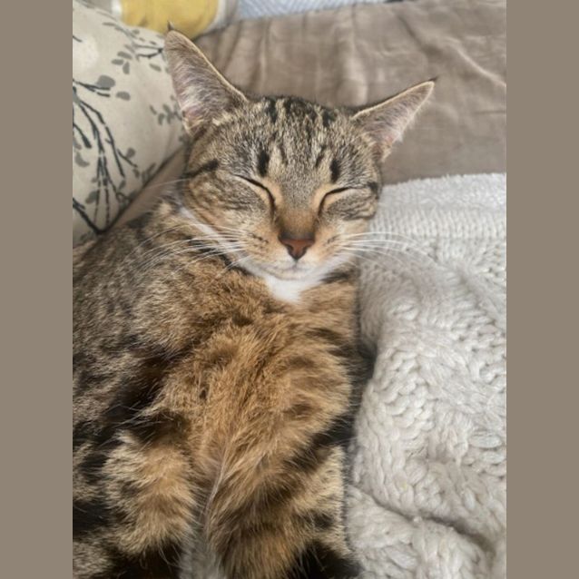 Photo of C1204 Tabitha (Tabby)