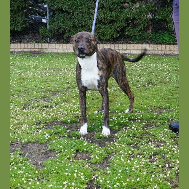 Photo of Gypsy