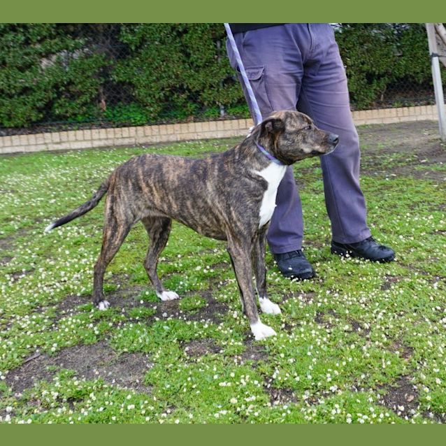 Photo of Gypsy