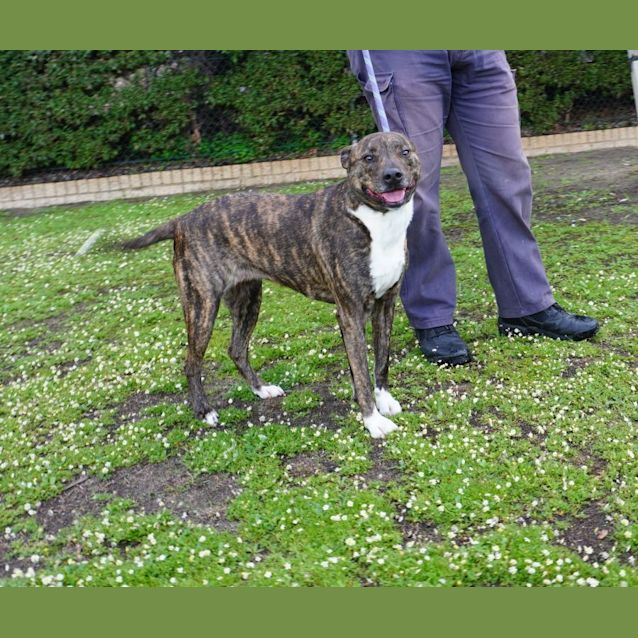 Photo of Gypsy