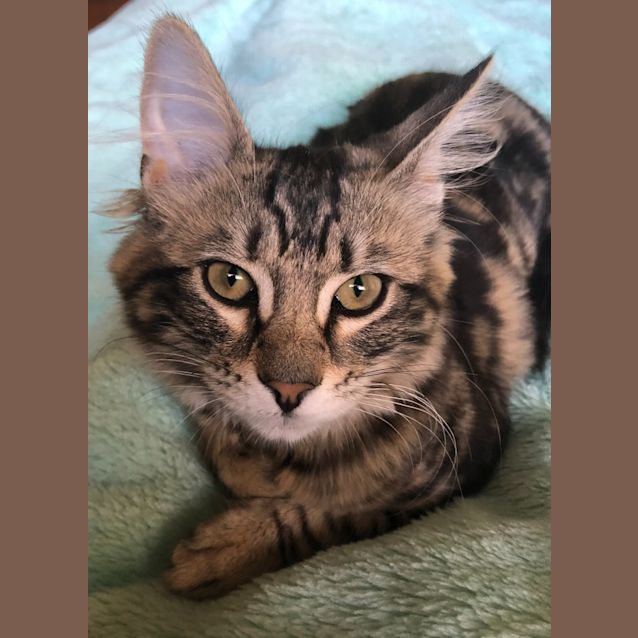 Photo of Tabby