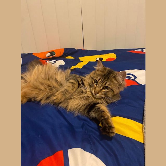 Photo of Tabby