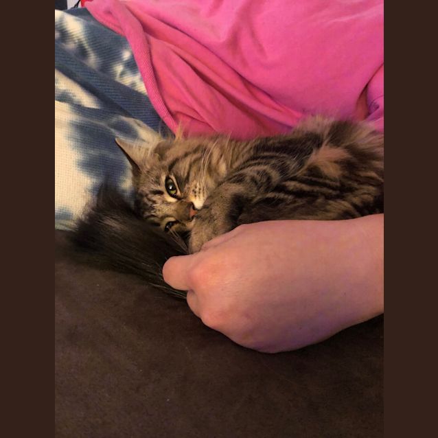 Photo of Tabby