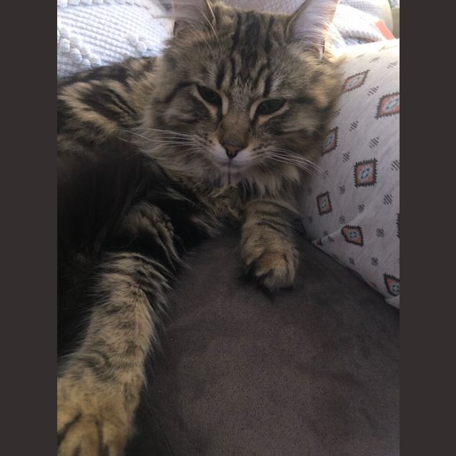 Photo of Tabby