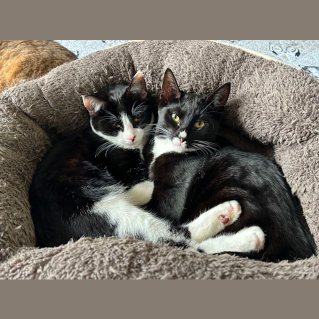 Photo of Helga   Bonded With Ilse