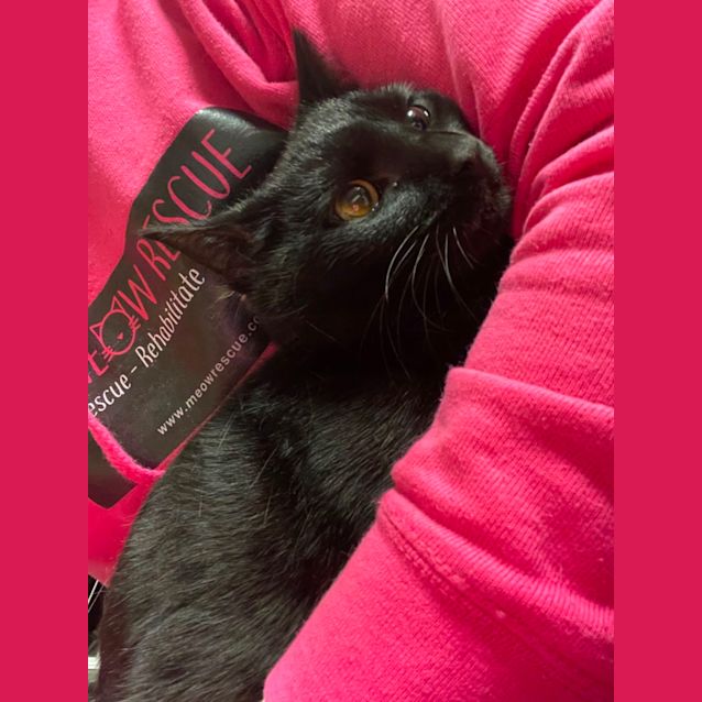 Photo of Saber Meet Me At Petstock Carrum Downs Store 