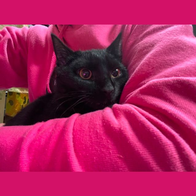 Photo of Saber Meet Me At Petstock Carrum Downs Store 