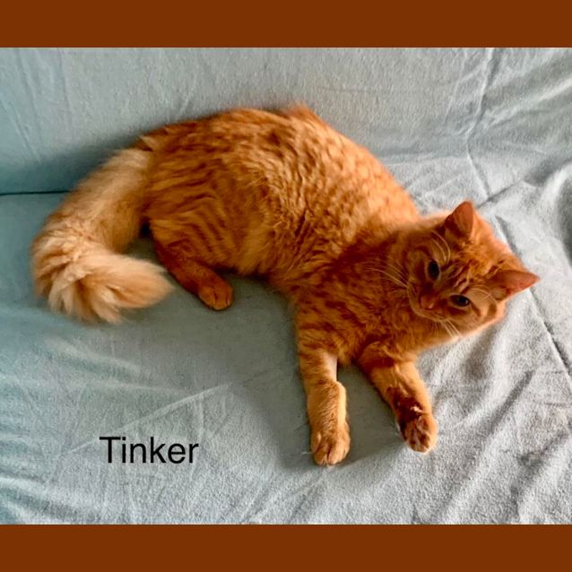 Photo of Tinker 