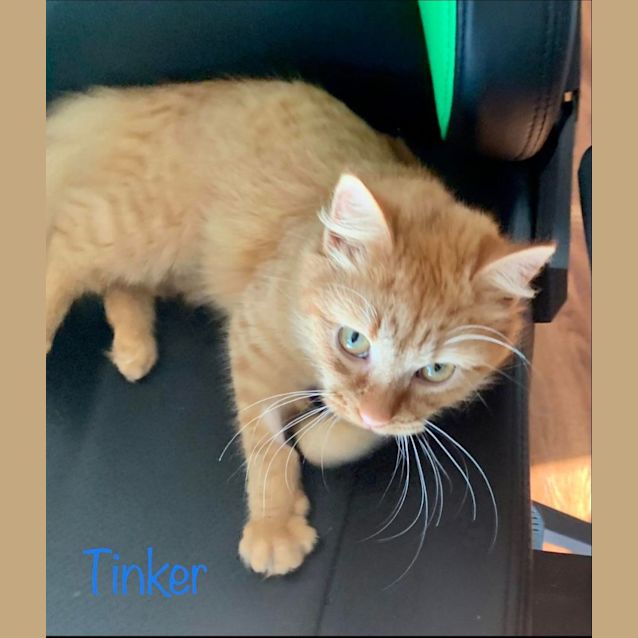 Photo of Tinker 