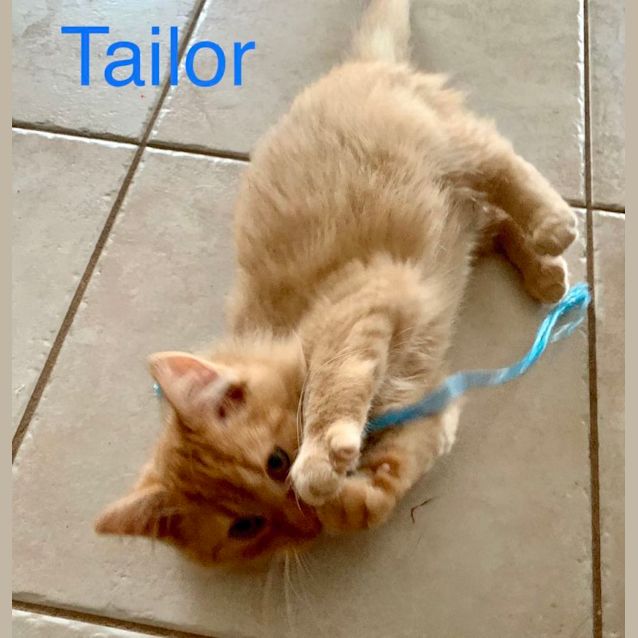 Photo of Tailor